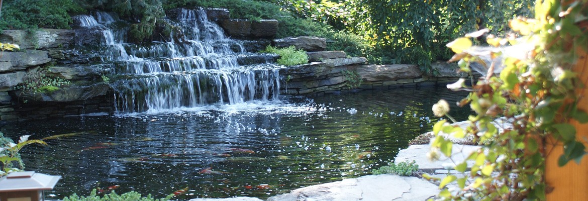 Beautiful & Relaxing Koi Ponds